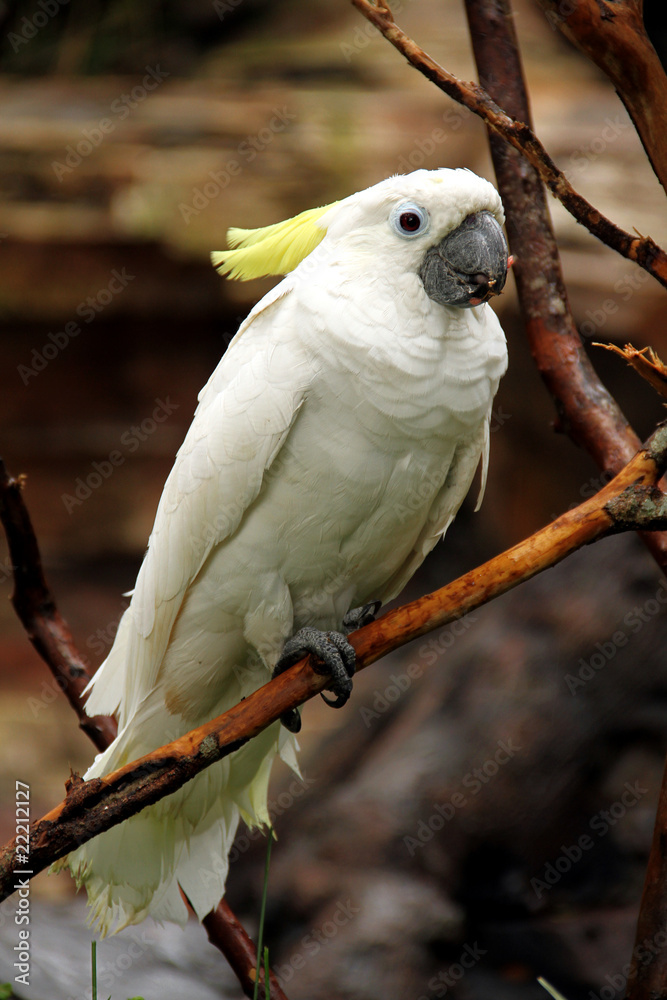 white large tropical parrots sit on a branch white large tropical parrots sit on a branch