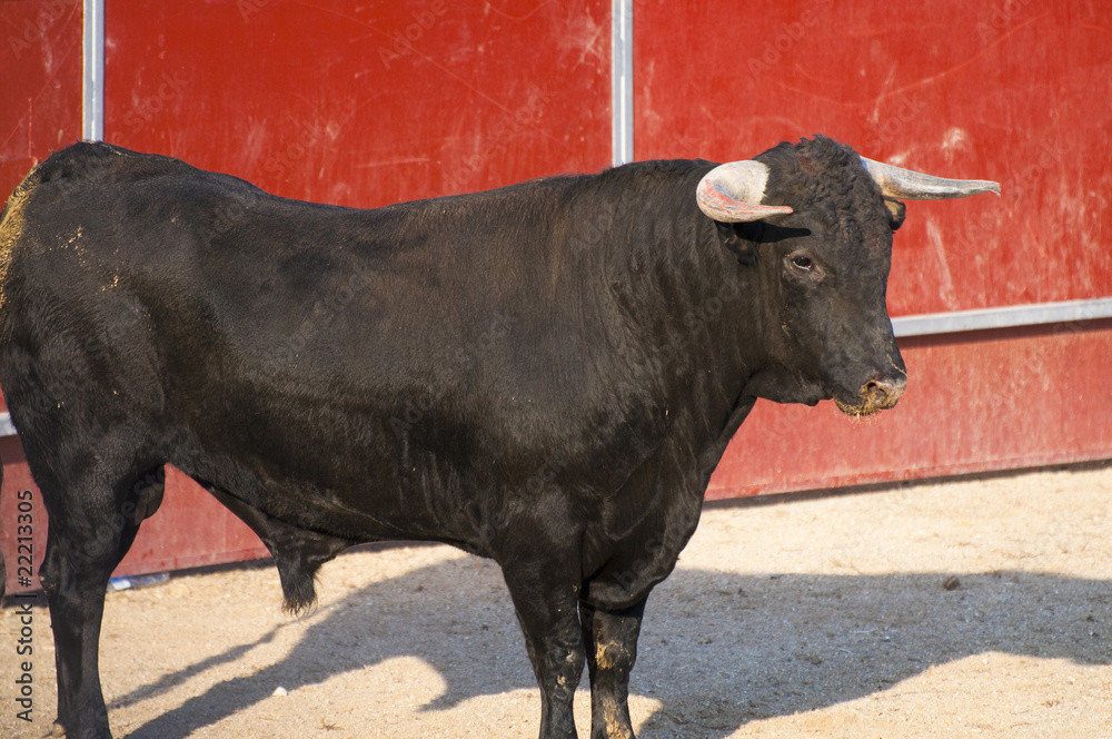 Fighting bull picture from Spain. Black bull Fighting bull picture from Spain. Black bull