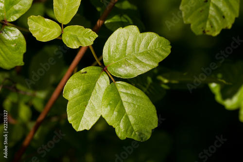 Poison Oak