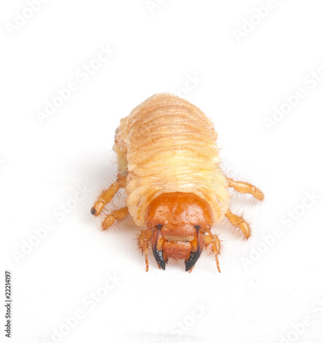 Chafer larva