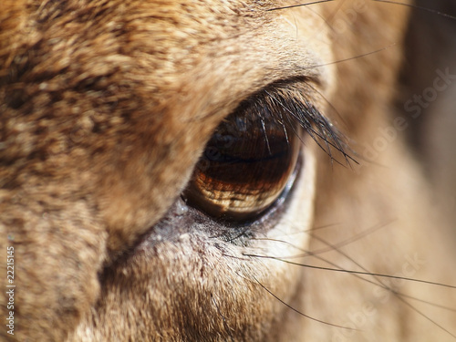 close-up of deer eye © Alex Hubenov