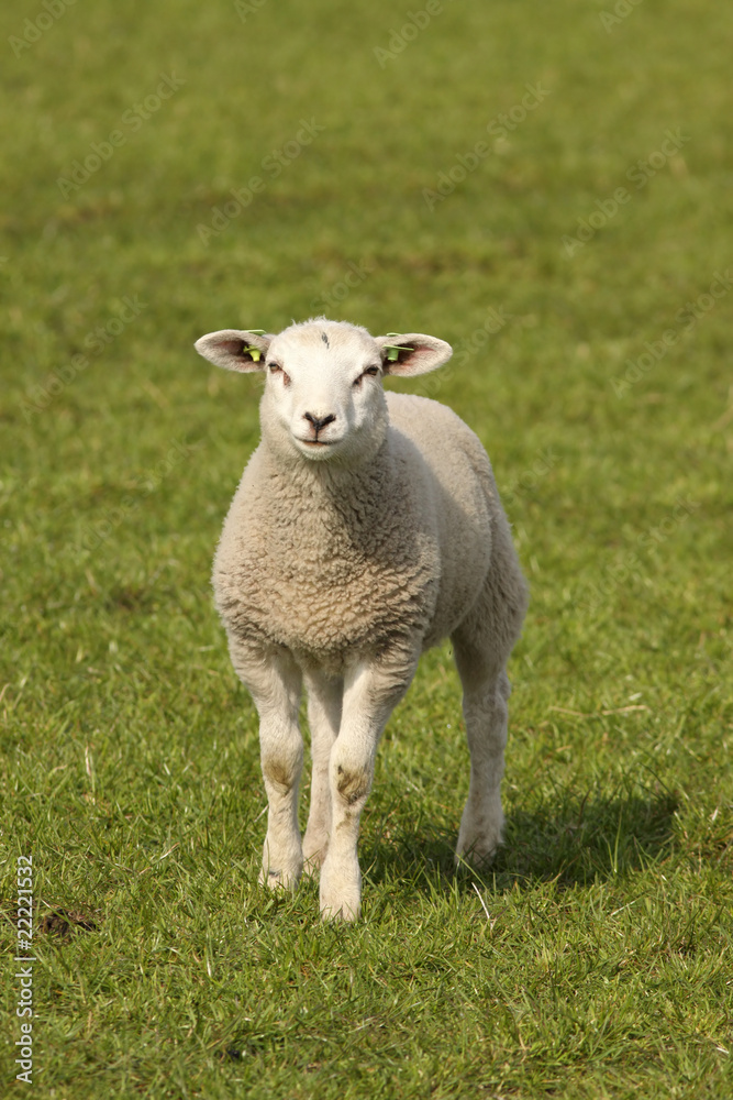 Little lamb looking at you