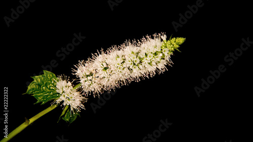 Flower growing on a mint plant