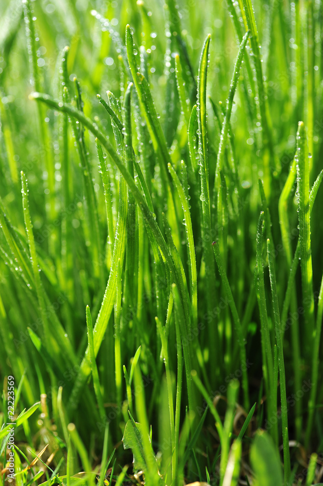 Dew on  green grass