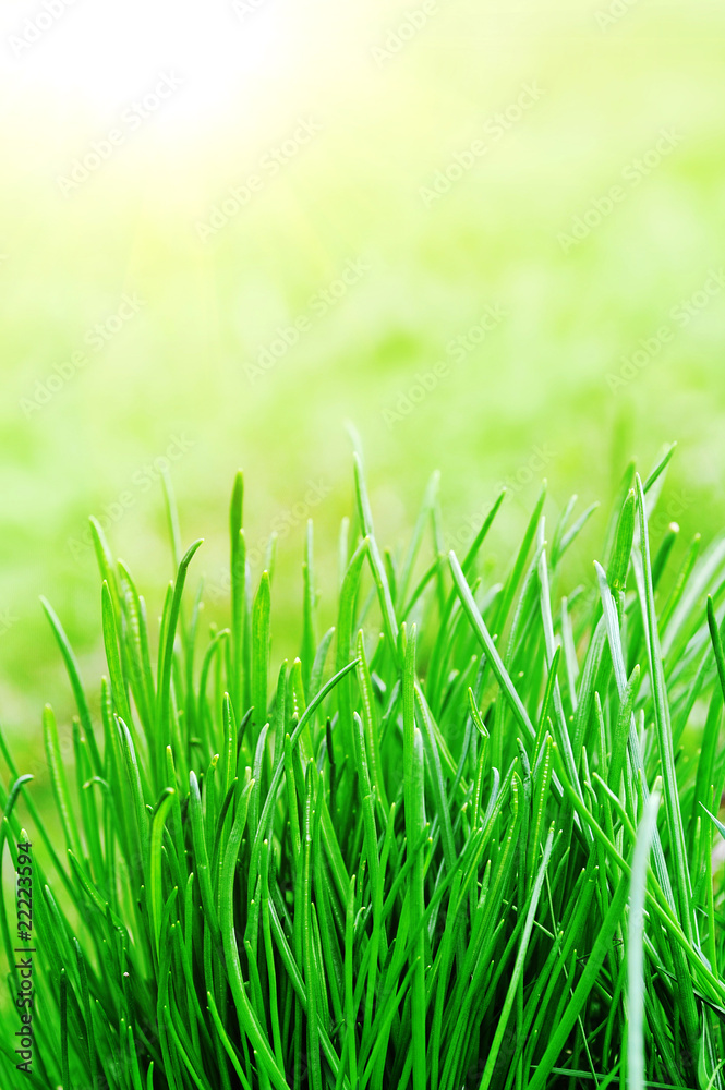 Green grass Green grass