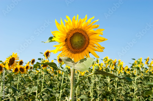Beautiful sunflowers in summer season