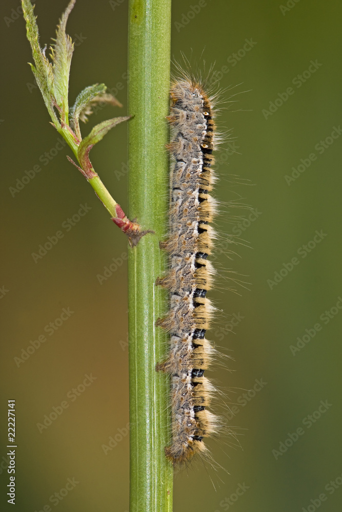 Oak Eggar (Lasiocampa quercus) caterpillar