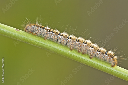 Oak Eggar (Lasiocampa quercus) caterpillar