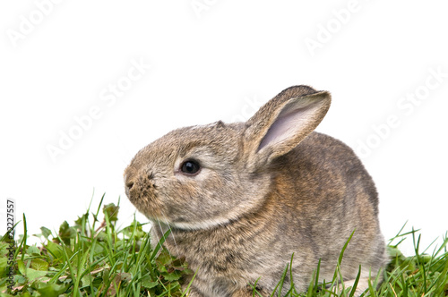 Bunny sitting in grass