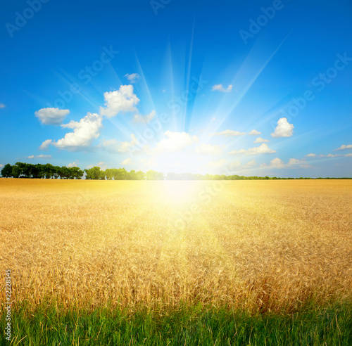 yellow wheat field under blue sky photo