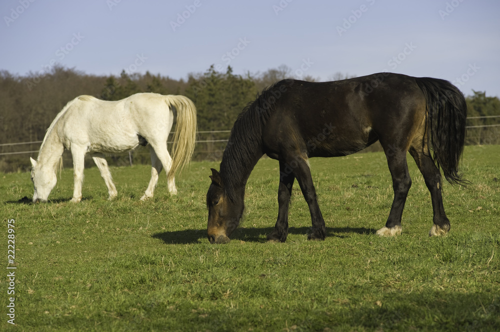 Schimmel und Rappe Schimmel und Rappe