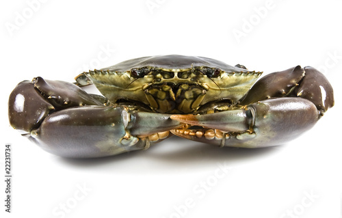 Mud crab alive and tied up with string