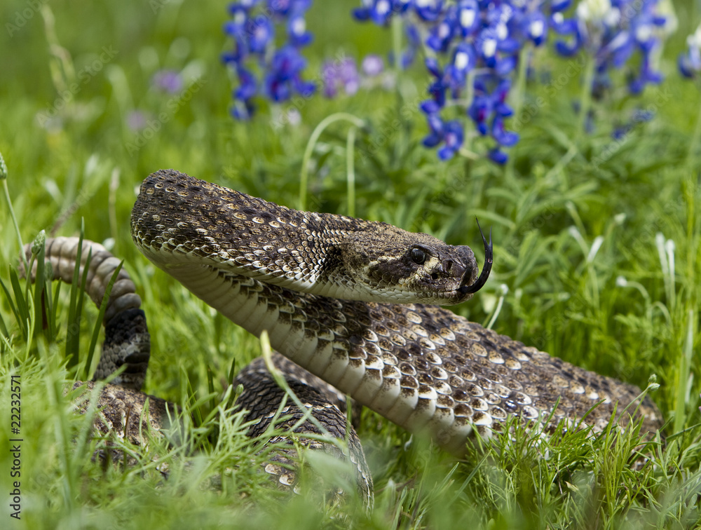 Fototapeta premium Eastern Diamondback Rattlesnake.