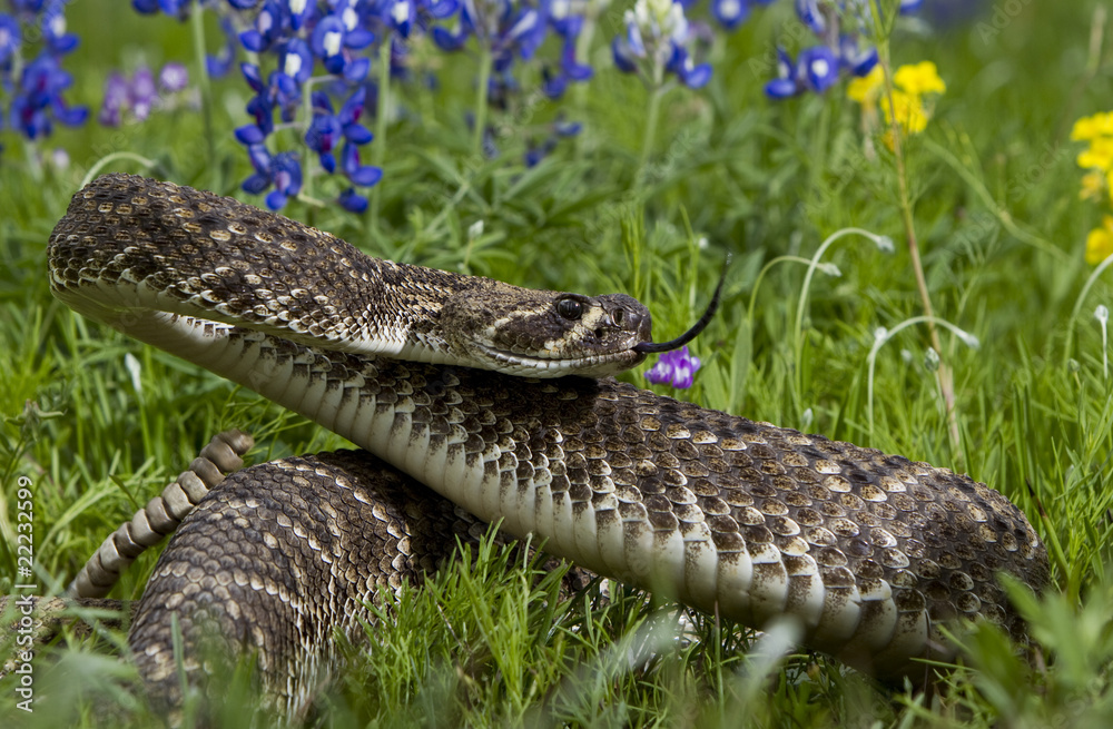 Fototapeta premium Eastern Diamondback Rattlesnake.