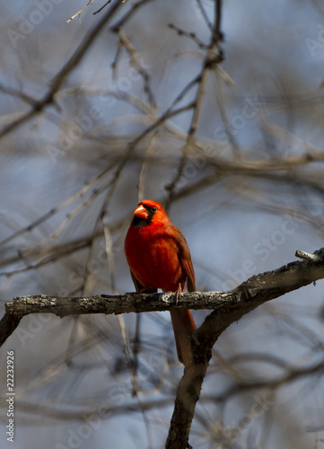Cardinal © Tom Suarez