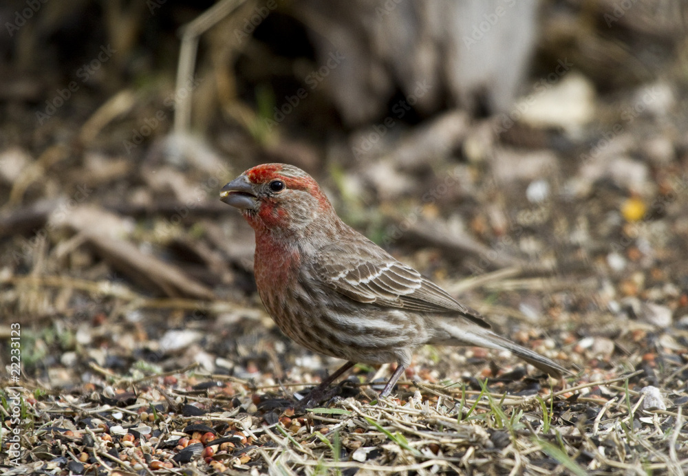 House Finch House Finch