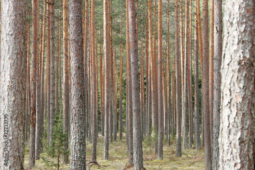 Pines in forest.