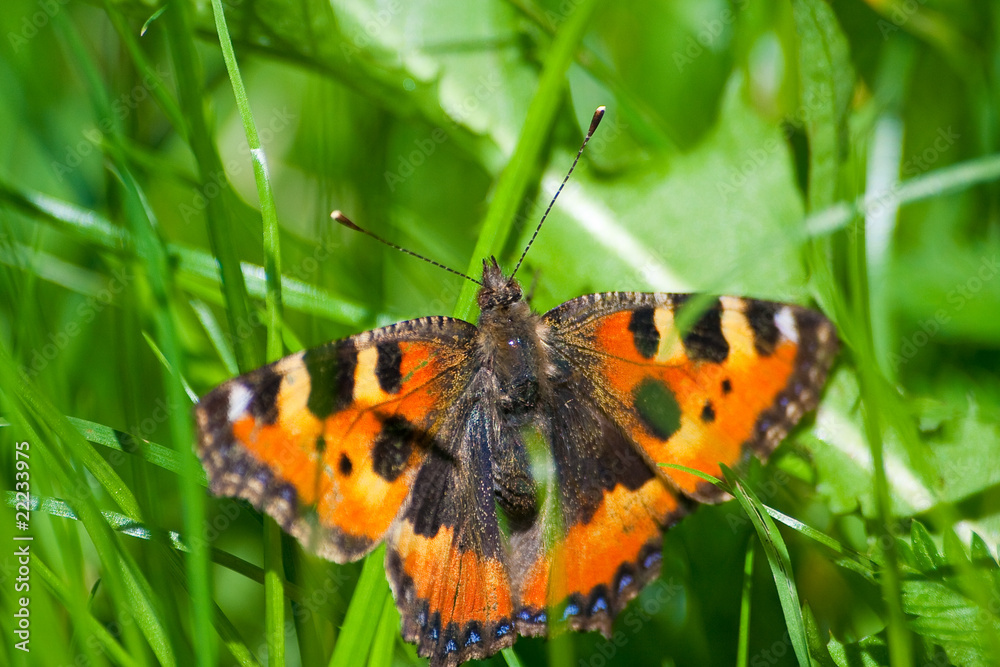 Butterfly Butterfly