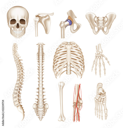 Human bones, vector set