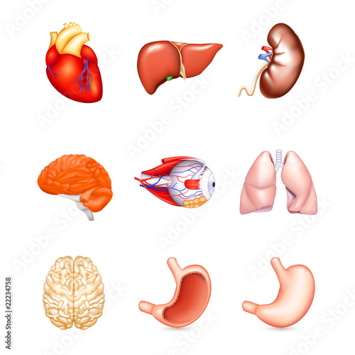Human Internal Organs, vector