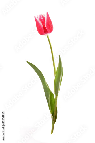 Fototapeta Naklejka Na Ścianę i Meble -  Pink tulip  isolated on white background