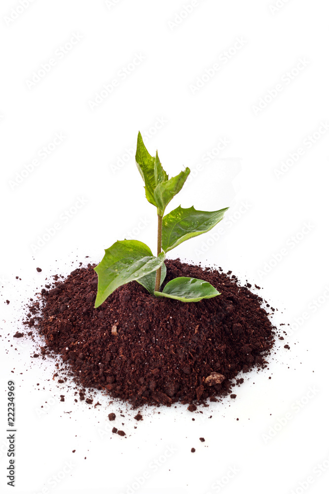 Green sprout on white background Green sprout on white background