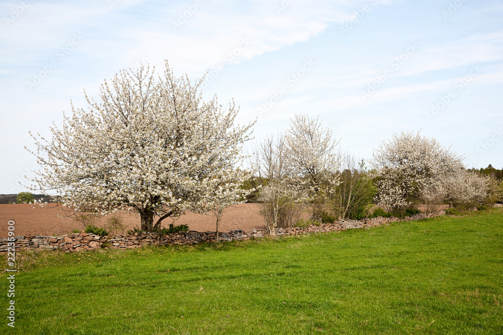 Obraz premium Cherry trees