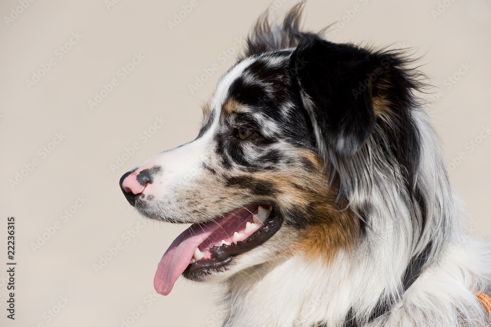 Australian Shepherd Australian Shepherd
