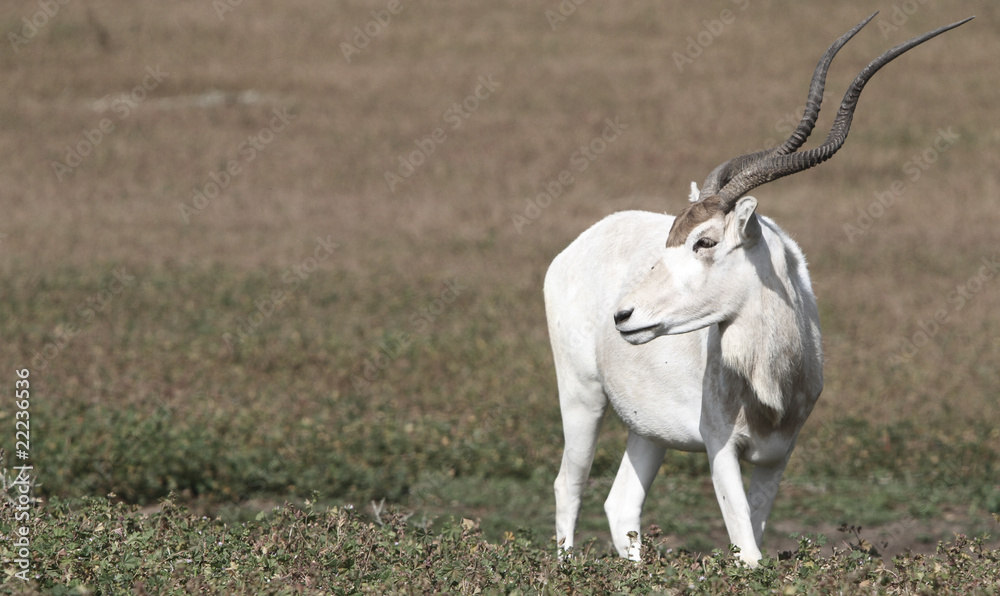 male of impala gazele