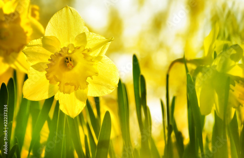 Frühlingsgelb photo