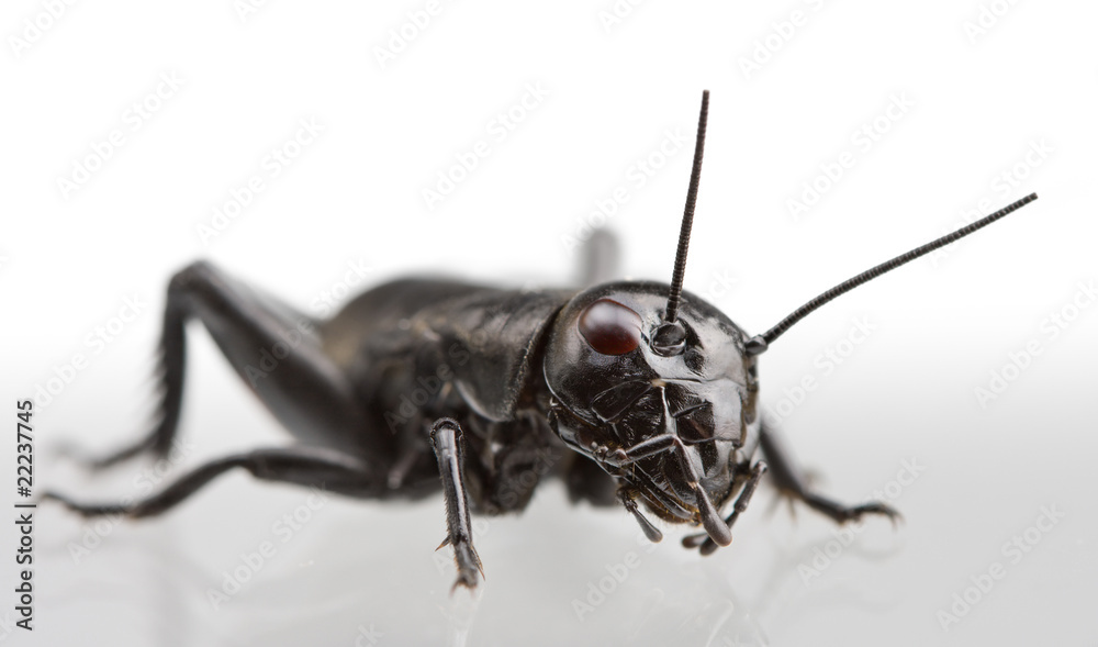 Macro shot of cricket