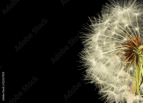 dandelion close up with copy space