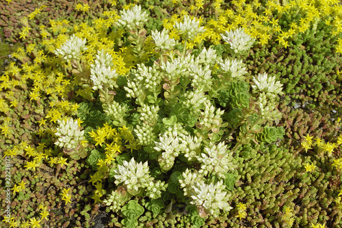 Bild auf Leinwand stonecrop
