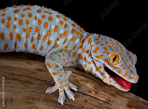 Fotografía Tokay gecko with mouth open