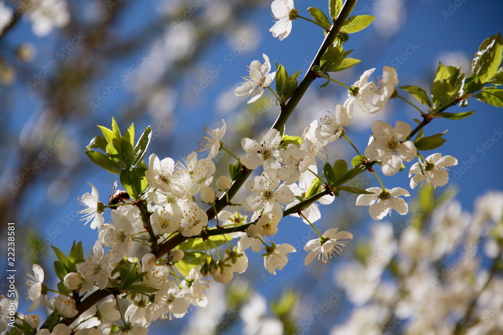 Pflaumenblüte Pflaumenblüte