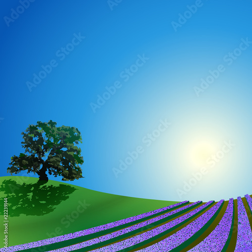spring landscape