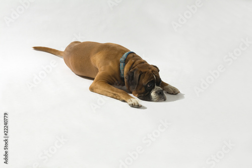 Hund, Boxer photo