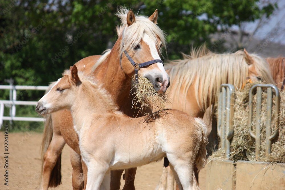 Obraz premium Pferde