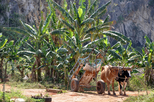 Bananenplantage in Vinales photo