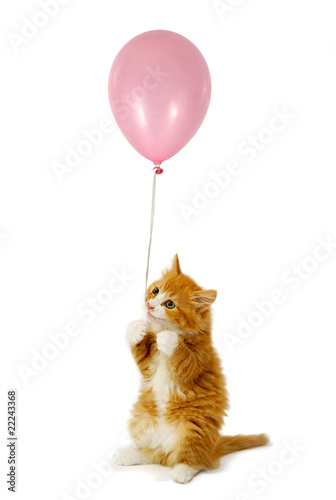 Fototapeta Naklejka Na Ścianę i Meble -  Cat and balloon