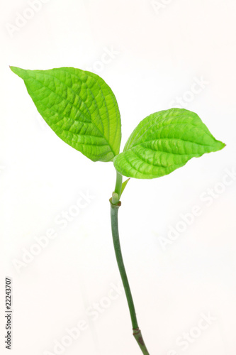 sprout of dogwood