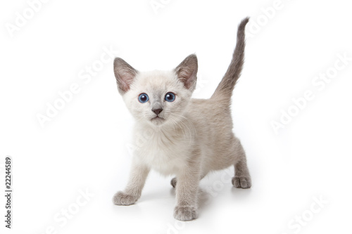 Little kitten on white background