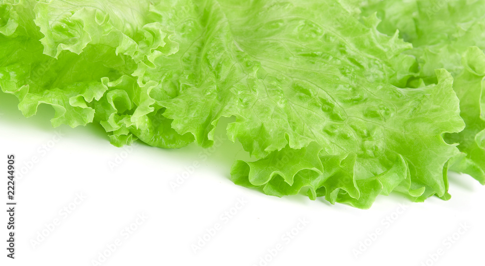 Fresh green Lettuce salad