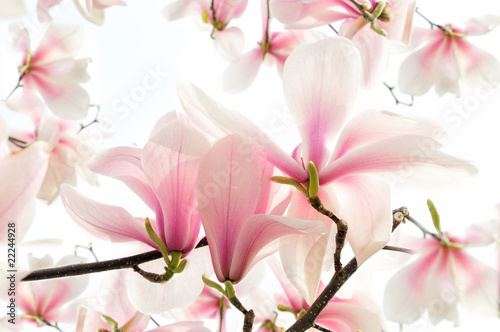 Magnolienblüten photo