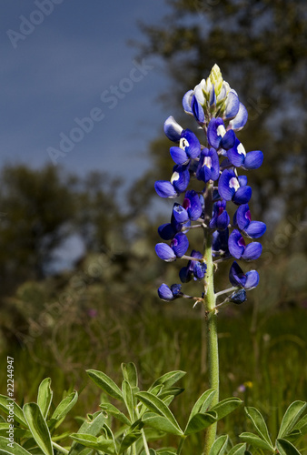 Blue Bonnets