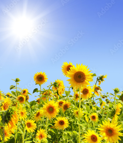 Sunflowers