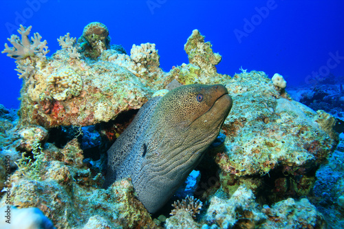 Giant Moray Eel (Gymnothorax javanicus) © Richard Carey