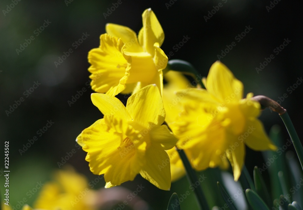 yellow daffodils in spring garden, close