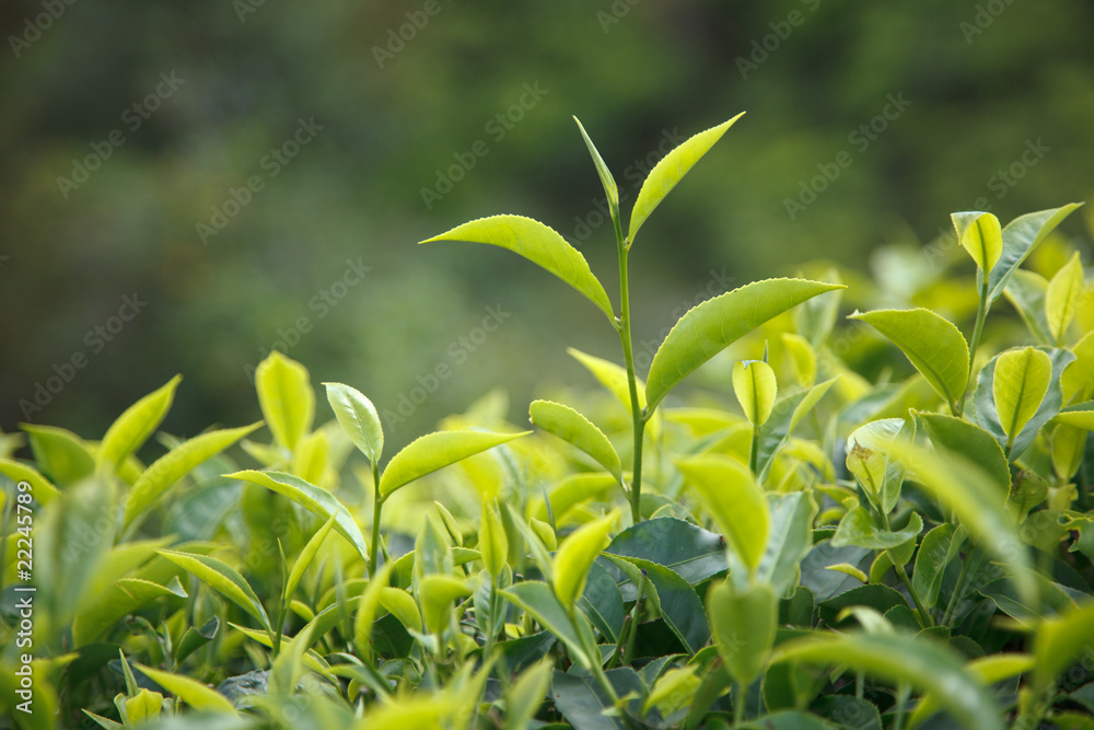 Tea bud and leaves Tea bud and leaves