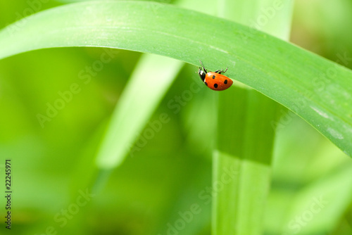 Ladybird ot the green leaf